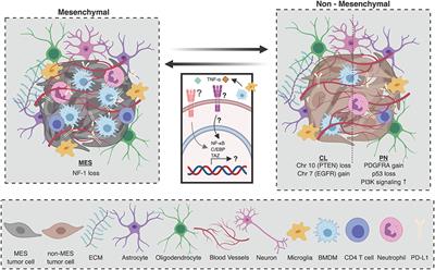 Frontiers | Microenvironmental Heterogeneity In Brain Malignancies